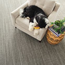 Image depicting the Service Carpet